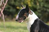 BULL TERRIER MINIATURE 313
